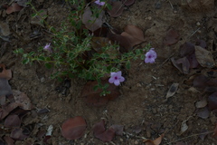 Barleria mysorensis